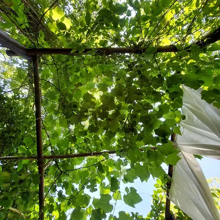 Tente Dans Gazebo Thai Dans Jardin En Bord De Riviere Campingplatz *
