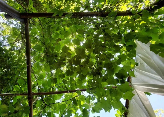 Tente Dans Gazebo Thai Dans Jardin En Bord De Riviere Kemping *
